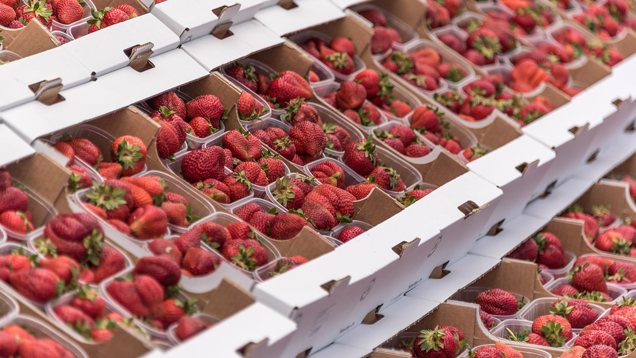 Festa della Fragola a Camposampiero